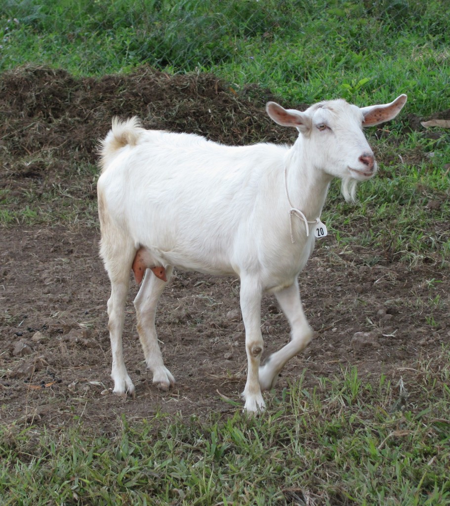 saanen-goat-american-outdoors