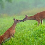 smoky-mountain-wildlife