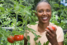 Harvesting-Organic-Tomato-Basics-ch