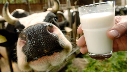 raw milk